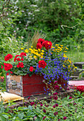 Schwedischer Blütensommer mit Männertreu, Zweizahn, Geranie (Pelargonium), Dahlie (Dahlia), Federgras und Zauberschnee im Blumenkasten