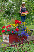 Frau bei Gartenarbeit, Blumenkasten mit Männertreu, Zweizahn, Geranie (Pelargonium), Dahlie (Dahlia), Federgras und Zauberschnee, schwedischer Blütensommer