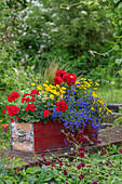 Schwedischer Blütensommer mit Männertreu, Zweizahn, Geranie (Pelargonium), Dahlie (Dahlia), Federgras und Zauberschnee im Blumenkasten