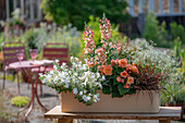 Flower box with snapdragon (Antirrhinum majus), begonia (Begonia), mahogany grass 'Everflame', magic bells (Calibrachoa), magic snow