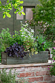 Kasten mit Duftkräutern mit rotem Basilikum, Dill, Minze, Kerbel, Strauchbasilikum 'African Blue', Schnittlauch und  Duftgeranie (Pelargonium crispum) im Topf