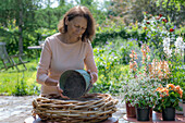 Frau bepflanzt Blumenschale mit Löwenmäulchen (Antirrhinum Majus), Zauberschnee, Begonie (Begonia), Prachtkerze (Gaura), Wandelröschen in Weidengeflecht auf Terrassentisch