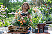 Frau bepflanzt Blumenschale mit Löwenmäulchen (Antirrhinum Majus), Zauberschnee, Begonie (Begonia), Prachtkerze (Gaura), Wandelröschen in Weidengeflecht auf Terrassentisch