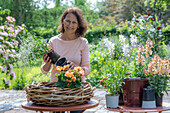 Frau bepflanzt Blumenschale mit Löwenmäulchen (Antirrhinum Majus), Zauberschnee, Begonie (Begonia), Prachtkerze (Gaura), Wandelröschen in Weidengeflecht auf Terrassentisch