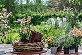Planting of flower basket with snapdragon (Antirrhinum majus), magic snow, begonia, gaura, lantana on patio table