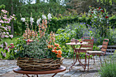 Blumenschale mit Löwenmäulchen (Antirrhinum Majus), Zauberschnee, Begonie (Begonia), Prachtkerze (Gaura), Wandelröschen in Weidengeflecht auf Terrassentisch