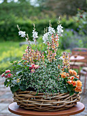 Blumenschale mit Löwenmäulchen (Antirrhinum Majus), Zauberschnee, Begonie (Begonia), Prachtkerze (Gaura), Wandelröschen in Weidengeflecht auf Terrassentisch