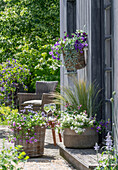  Cape daisy, magic bells, silver rain, feather grass, fan flower &#39;Trio Mio&#39; in pots on terrace  