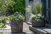  Cape daisy, magic bells, silver rain, feather grass, fan flower &#39;Trio Mio&#39; in pots on terrace  