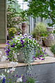 African daisy (Osteospermum), magic bell 'Trio Mio' (Calibrachoa) and silver rain (Dichondra) in pots on the patio