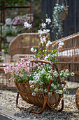  Boho style on terrace Candle, scented alyssum, fairy spurge &#39;Pink Panther&#39; 