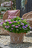 Boho style on terrace, flower pots with hydrangeas on gravel terrace in front of seating area