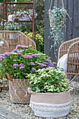  Boho Style Hydrangea  