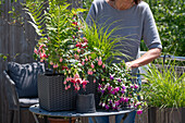 Einpflanzen von Fuchsien (Fuchsia), Farn und Gräser in Wasserspeicherkasten auf Balkontisch