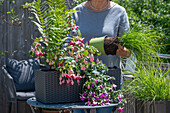 Einpflanzen von Fuchsien (Fuchsia), Farn und Gräser in Wasserspeicherkasten auf Balkontisch