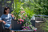 Wasserspeicherkasten mit Fuchsien (Fuchsia), Farn und Gräser auf Balkontisch
