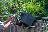 Wasserspeicherkasten mit Fuchsien (Fuchsia), Farn und Gräser wird an Balkongeländer befestigt