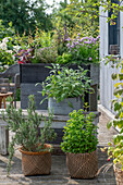 Töpfe und Selbstversorger Hochbeet mit Schnittlauch, Olivenkraut, Dill, Süsskartoffel (Ipomoea Batatas), Chili, Thymian, Basilikum, Zitronengras, Kerbel auf Terrasse