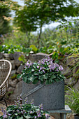 Alter Zinkeimer mit Blauer Zwergfunkie 'Blue Mouse Ears' (Hosta tokudama) auf der Terrasse
