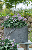 Alter Zinkeimer mit Blauer Zwergfunkie 'Blue Mouse Ears' (Hosta tokudama) auf der Terrasse