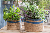 Korb mit Duftkräutern Thai-Basilikum, Bergminze, Pfefferoregano, Zitronenverbene (Calamintha nepeta) und Heilminze in Basttaschen