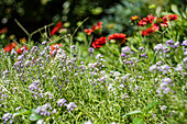 Süßer Alyssum (Lobularia maritima) im herbstlichen Garten