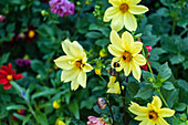 Gelbe Dahlien (Dahlia) im Garten mit Hummel im Spätsommer