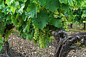 Weißweintrauben am Rebstock im Weinberg