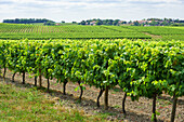 Vines in the Cognac growing region