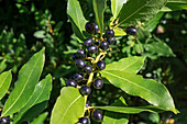 Lorbeerblätter und -beeren (Laurus nobilis) im Herbst