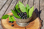 Lorbeerblätter (Laurus nobilis) und Beeren in rustikaler Räucherschale auf Holztisch