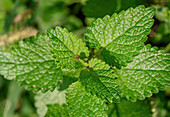 Junge Zitronenmelisse (Melissa officinalis), Nahaufnahme