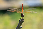 Männliche Große Heidelibelle (Sympetrum striolatum)