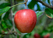 Roter Winterapfel der Sorte 'Gloster' (Malus)