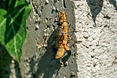 Gemeine Sandwespe (Ammophila sabulosa) mit gelähmter Raupe an Betonwand