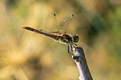 Männliche Heidelibelle (Sympetrum striolatum) auf Zweig