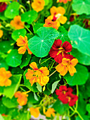 Kapuzinerkresse (Tropaeolum majus) im Sommergarten