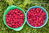 Freshly picked raspberries in trays