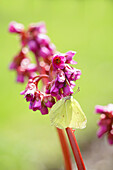 Zitronenfalter auf Bergenienblüten