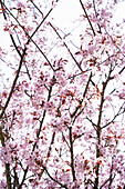 Blühende Bergkirsche (Prunus) im Frühling