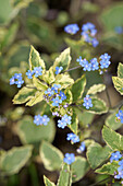 Blüte Kaukasus-Vergissmeinnicht (Brunnera macrophylla) 'Silver Heart', Portrait