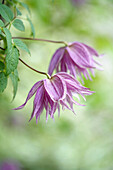 Clematis (Clematis macropetala) "Purple Dream"