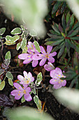 Herbstzeitlose (Colchicum) im Garten nach dem Regen