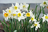 Narzissen (Narcissus) mit Schneckenfraß im Garten