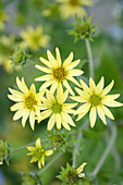 Gelbe Blüten der Kompasspflanze (Silphium mohrii)