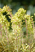 Blüte Rouys Wolfsmilch (Euphorbia martinii) 'Ascott Rainbow' im Garten