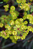 Rotblättrige Wolfsmilch (Euphorbia amygdaloides) 'Purpurea', Portrait