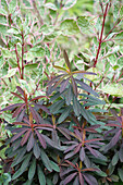 Süße Wolfsmilch (Euphorbia dulcis) 'Chameleon' im Garten