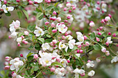 Blüte Zierapfel 'Evereste' (Malus) im Frühlingsgarten