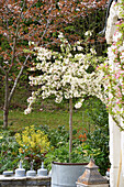 Blühender Zwerg-Zierapfel (Malus) 'Tina' in einer grossen Zinktonne auf der Terrasse